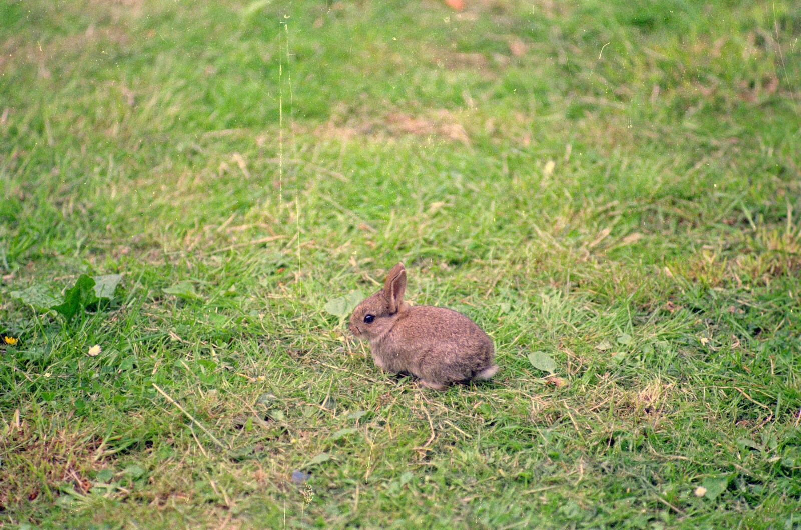 Sewell's Cottage Garden Telly, Red House, Norfolk - 14th May 1988: A baby rabbit has started hanging around in the garden