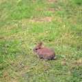 A baby rabbit is hanging around the garden, Sewell's Cottage Garden Telly, Red House, Norfolk - 14th May 1988