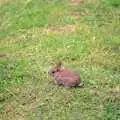 A baby rabbit is hanging around the garden, Sewell's Cottage Garden Telly, Red House, Norfolk - 14th May 1988