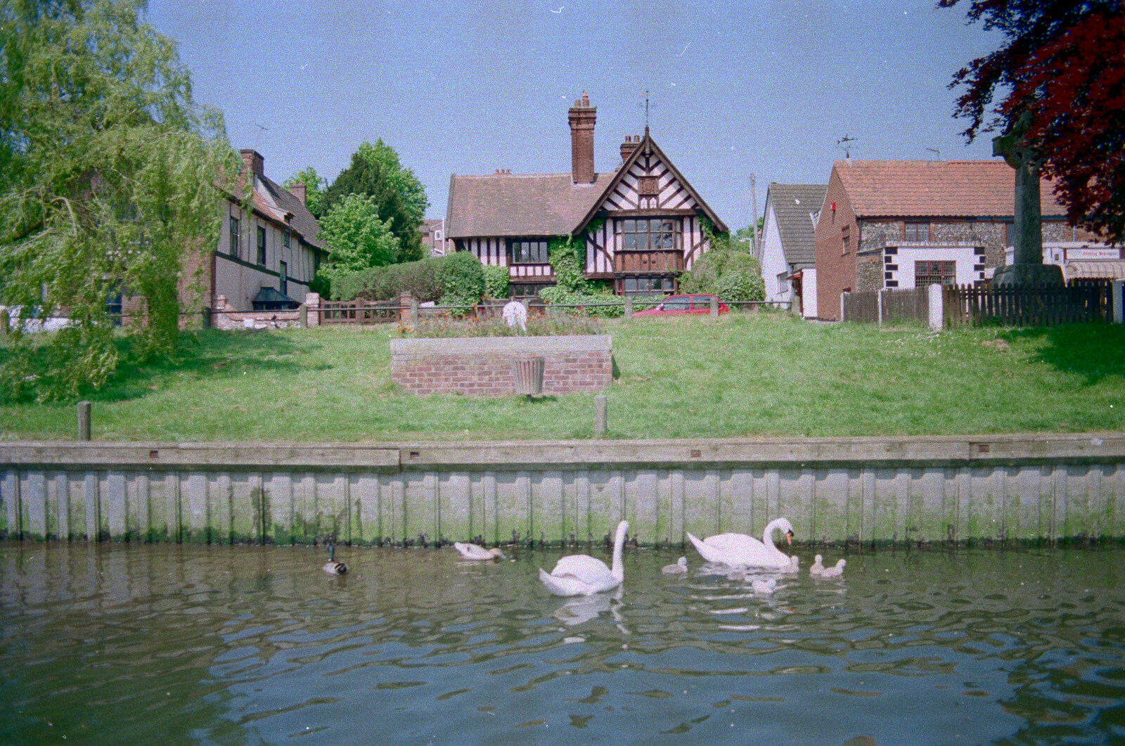 Swans float about on the Yare from The Plymouth Gang Visits Nosher in the Sticks, Red House, Buxton, Norfolk - 20th May 1988