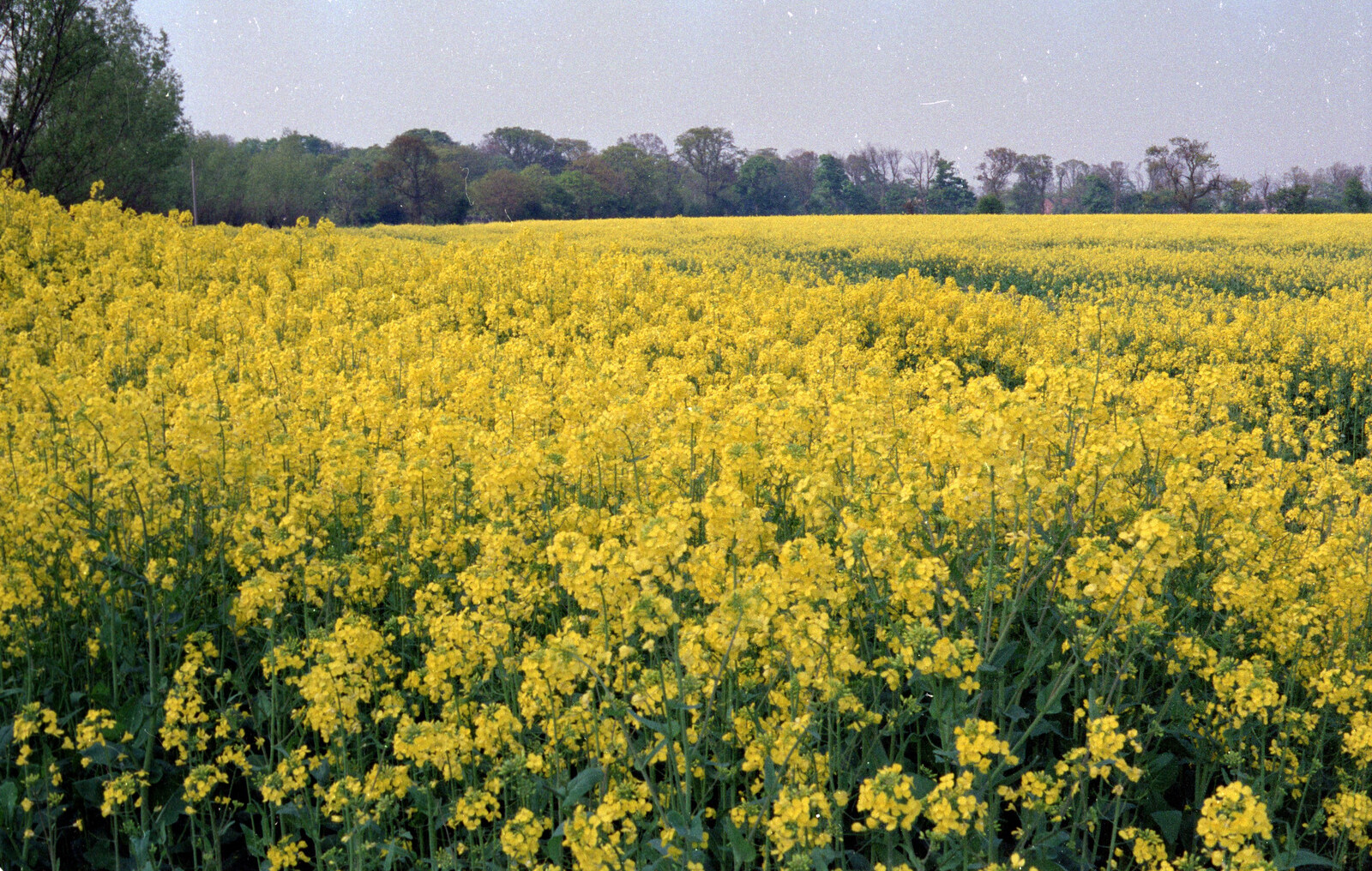 A field of bright yellow oilseed from The Plymouth Gang Visits Nosher in the Sticks, Red House, Buxton, Norfolk - 20th May 1988