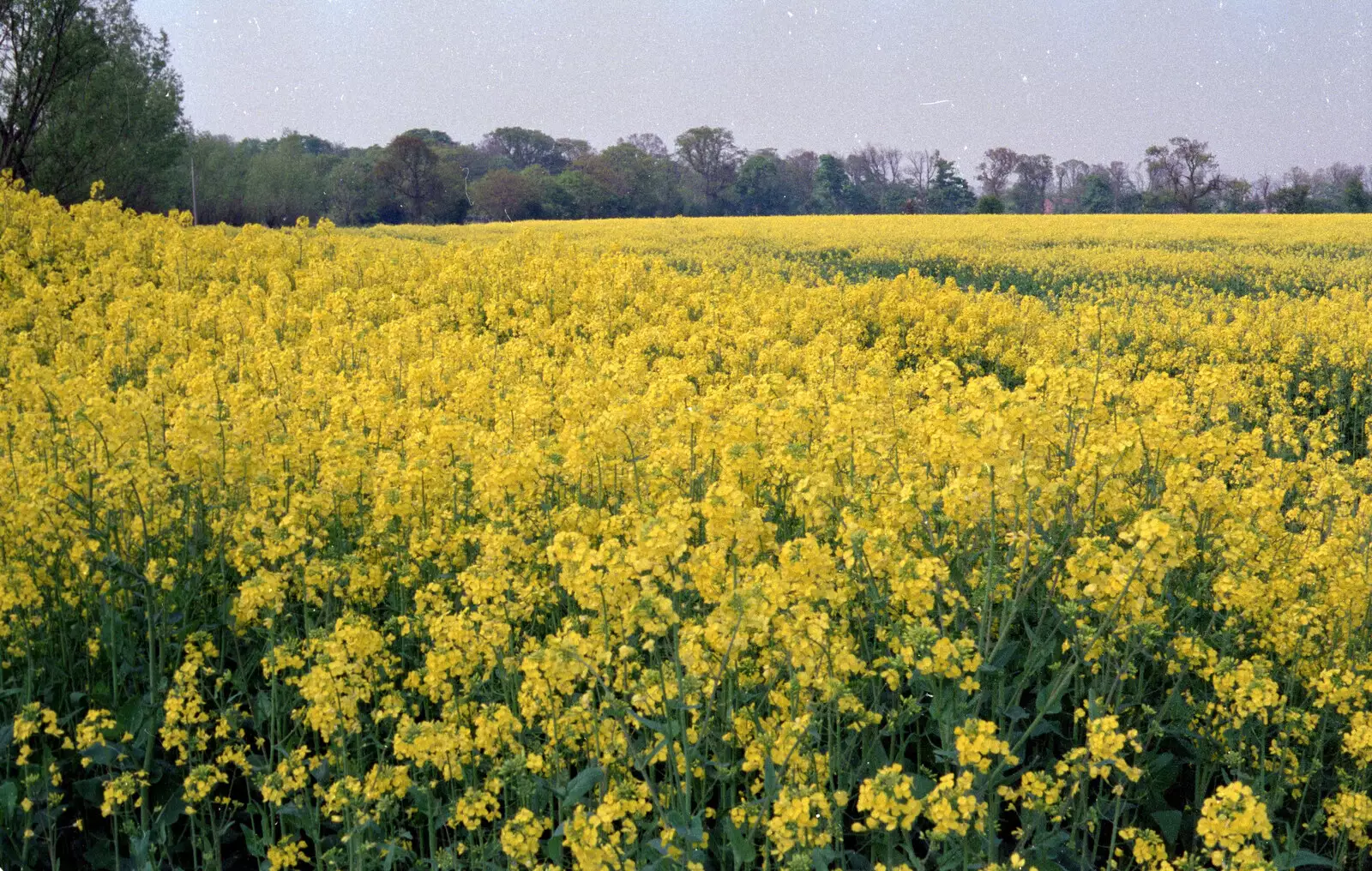 A field of bright yellow oilseed, from The Plymouth Gang Visits Nosher in the Sticks, Red House, Buxton, Norfolk - 20th May 1988