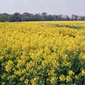 A field of bright yellow oilseed, The Plymouth Gang Visits Nosher in the Sticks, Red House, Buxton, Norfolk - 20th May 1988