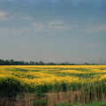 1988 The fields of yellow