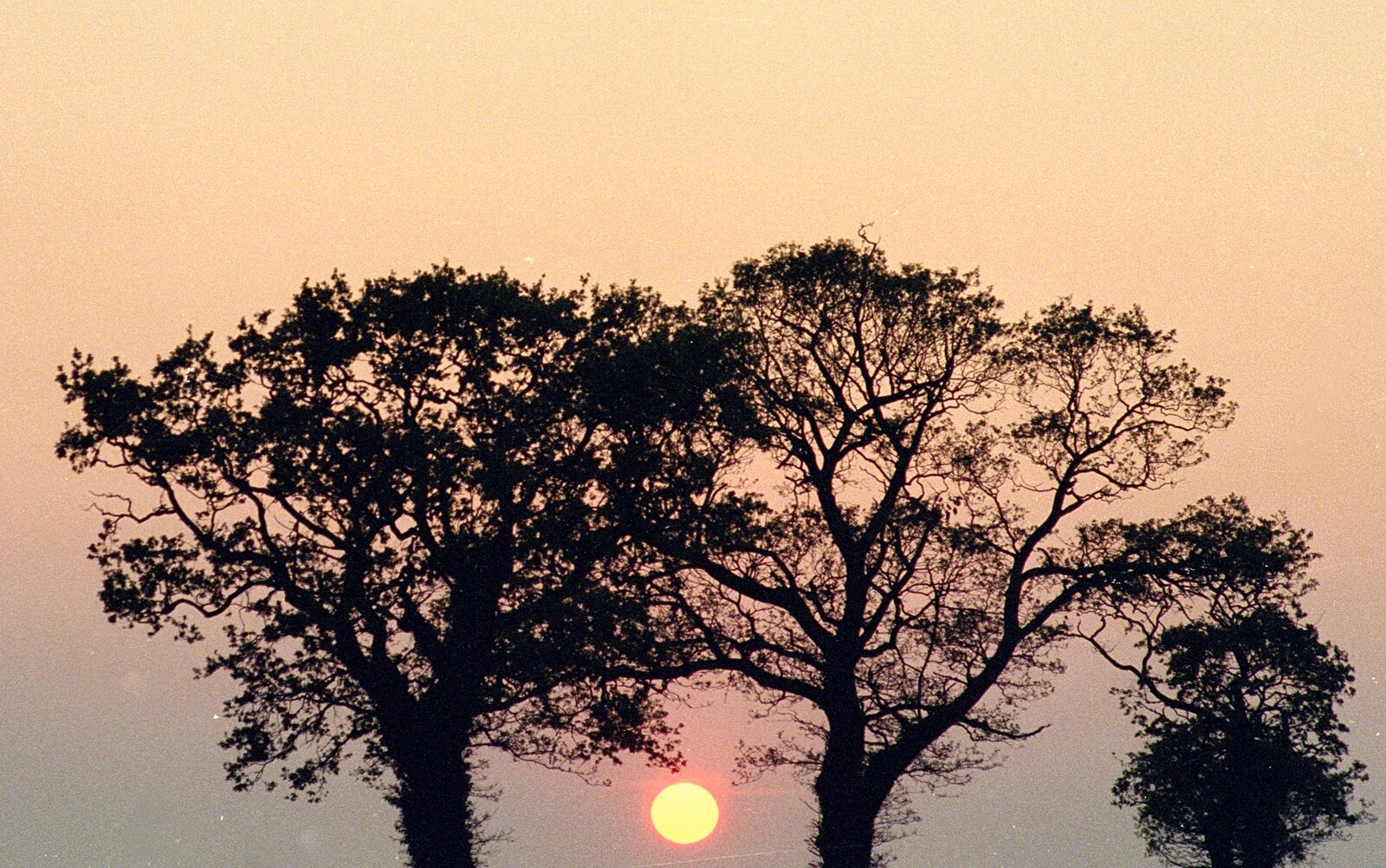 Sunset through trees from Somans: Nosher's 21st Birthday at the Soman-Wherry Press, Norwich, Norfolk - 26th May 1988