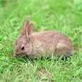 Gus nibbles grass, Gus, the Sewell's Cottage Rabbit, Red House, Norfolk - 27th June 1988