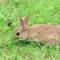 Gus eats more grass, Gus, the Sewell's Cottage Rabbit, Red House, Norfolk - 27th June 1988