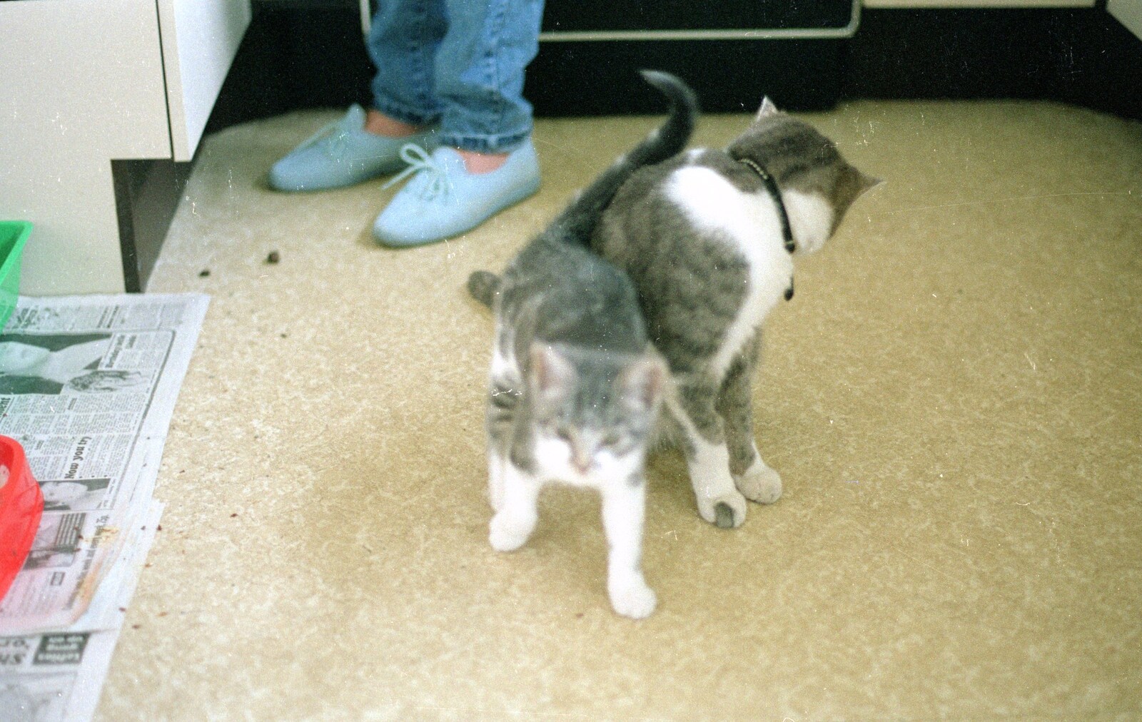 Kitten and cat from Gus, the Sewell's Cottage Rabbit, Red House, Norfolk - 27th June 1988