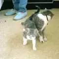 Kitten and cat, Gus, the Sewell's Cottage Rabbit, Red House, Norfolk - 27th June 1988