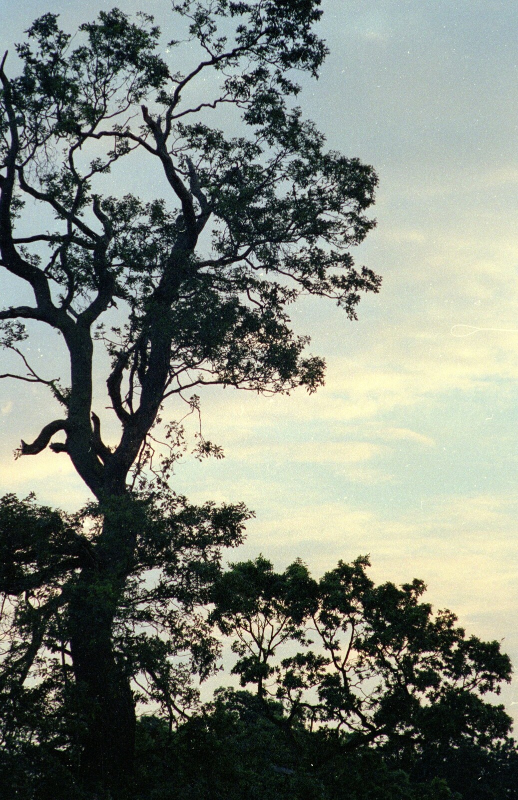 An evening tree from A Trip to the Beach, East Runton, Norfolk - 6th July 1988