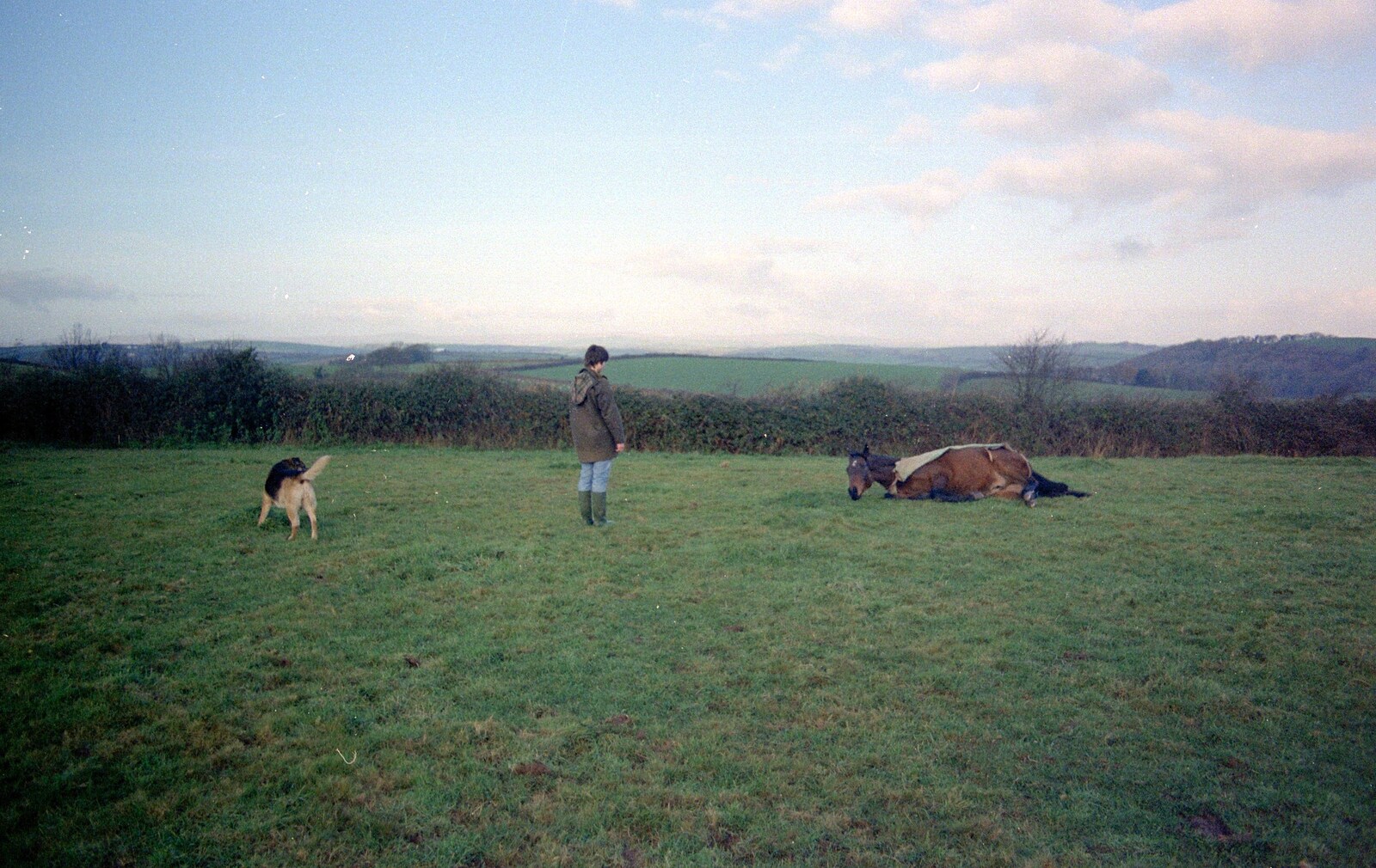 Oberon the horse lies down from Uni: Kate, A Lampshade and the Trees of Duloe, Plymouth and Cornwall - 2nd December 1988