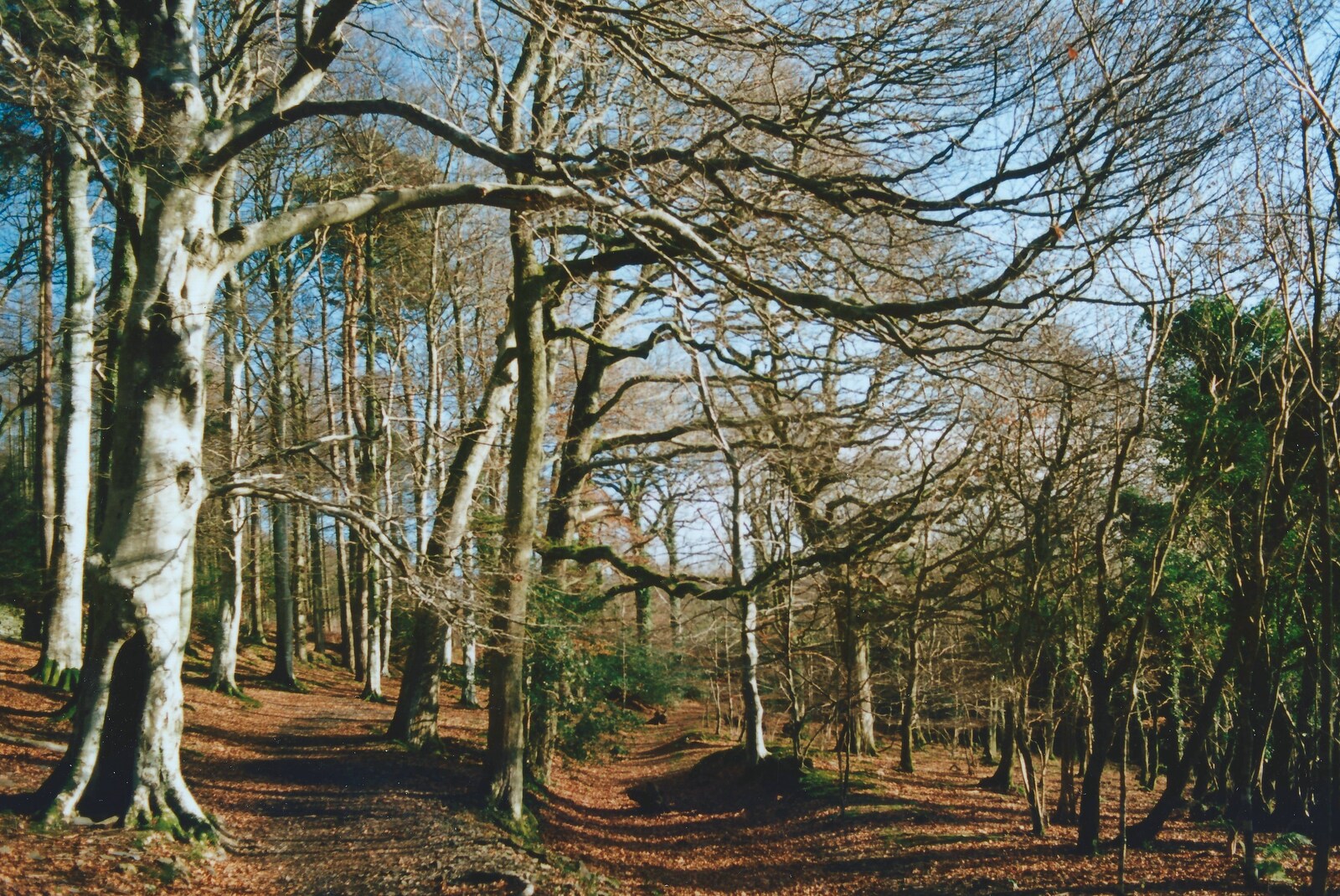 A winter wood in the Plym Valley from Uni: A Ride on the Plym Valley Cycle Path, Plymstock, Devon - 26th February 1989