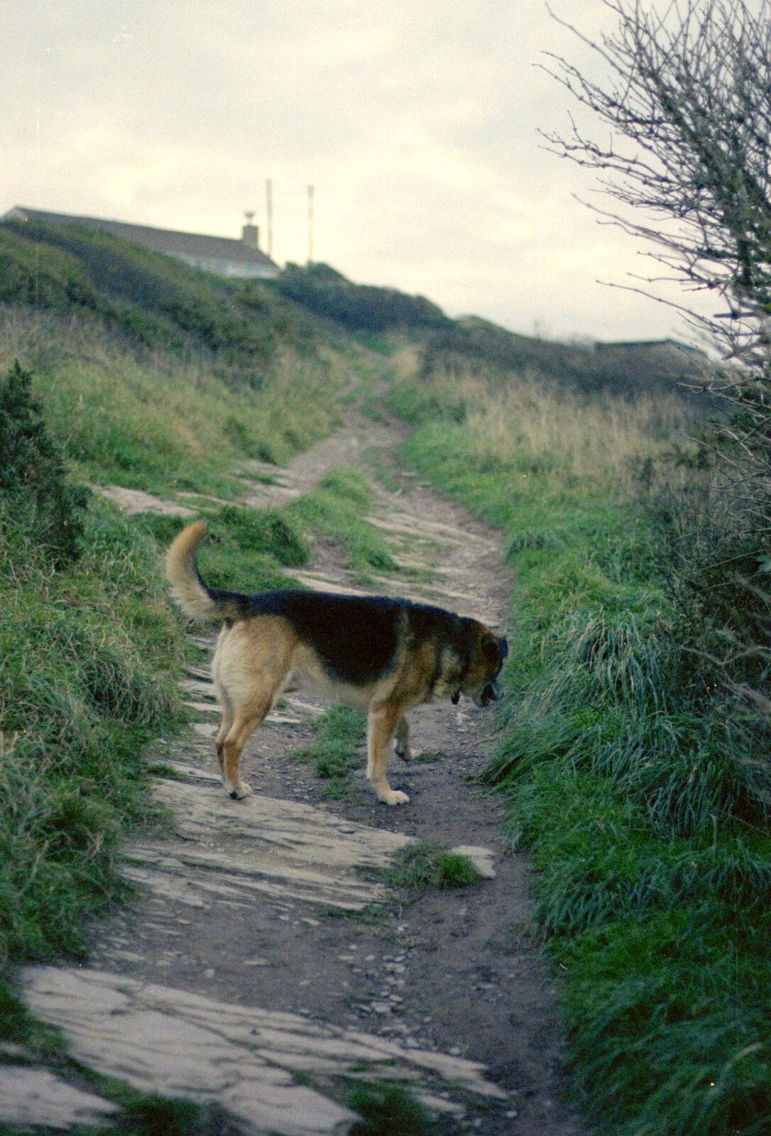 Marty on a cliff path from Uni: Wembury and Slapton, Devon - 18th March 1989