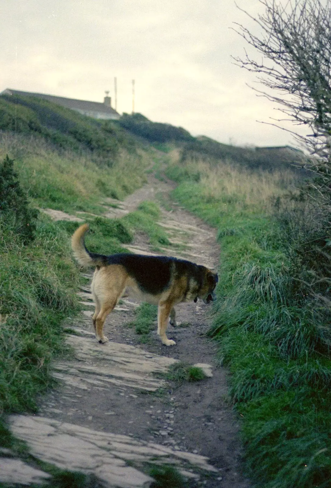 Marty on a cliff path, from Uni: Wembury and Slapton, Devon - 18th March 1989