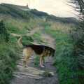 Marty on a cliff path, Uni: Wembury and Slapton, Devon - 18th March 1989