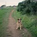 Marty takes a break, Uni: Wembury and Slapton, Devon - 18th March 1989