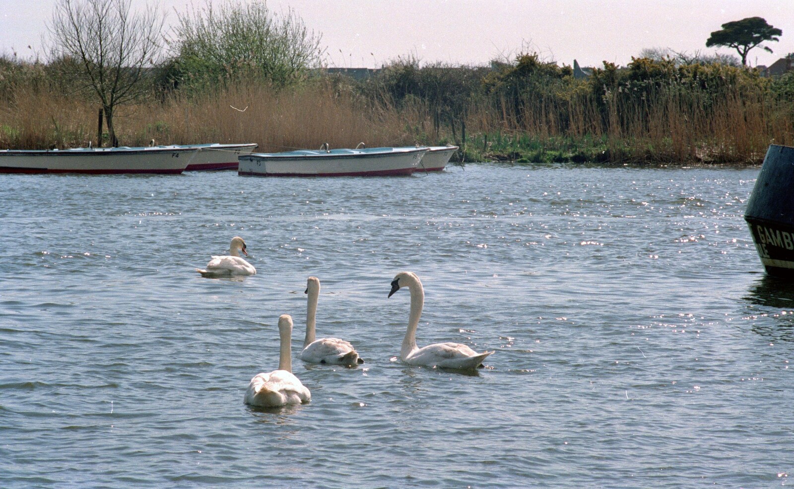 The Vineyard, Christchurch and Pizza, New Milton and the New Forest - 2nd April 1989: Swans at Christchurch