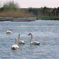 Swans at Christchurch, The Vineyard, Christchurch and Pizza, New Milton and the New Forest - 2nd April 1989