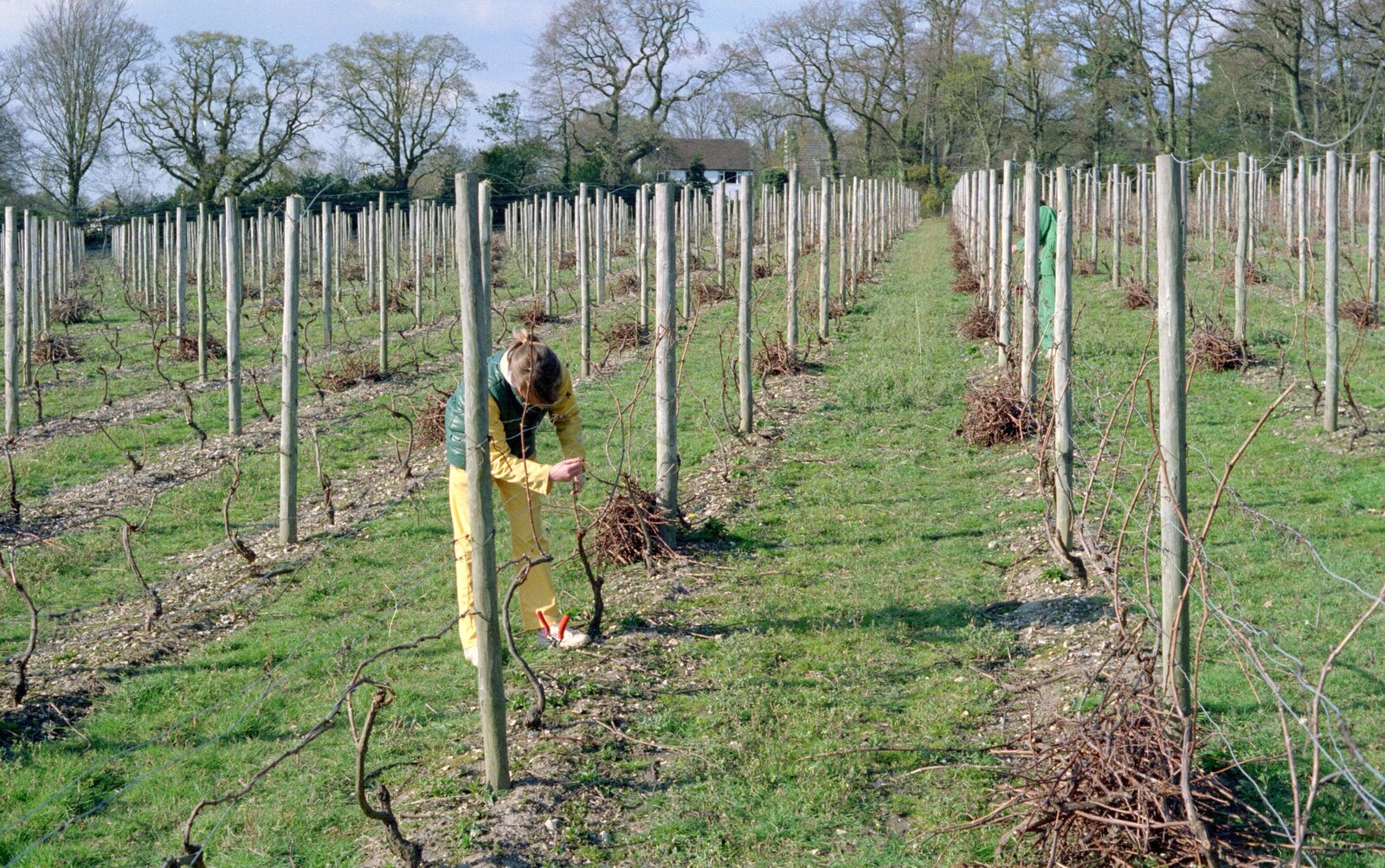 The Vineyard, Christchurch and Pizza, New Milton and the New Forest - 2nd April 1989: Mother does some pruning