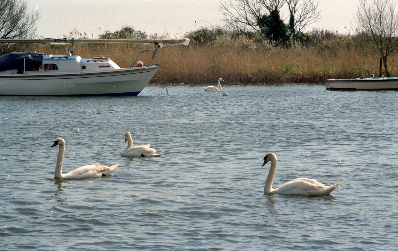 The Vineyard, Christchurch and Pizza, New Milton and the New Forest - 2nd April 1989: Swans on the River Stour, Christchurch
