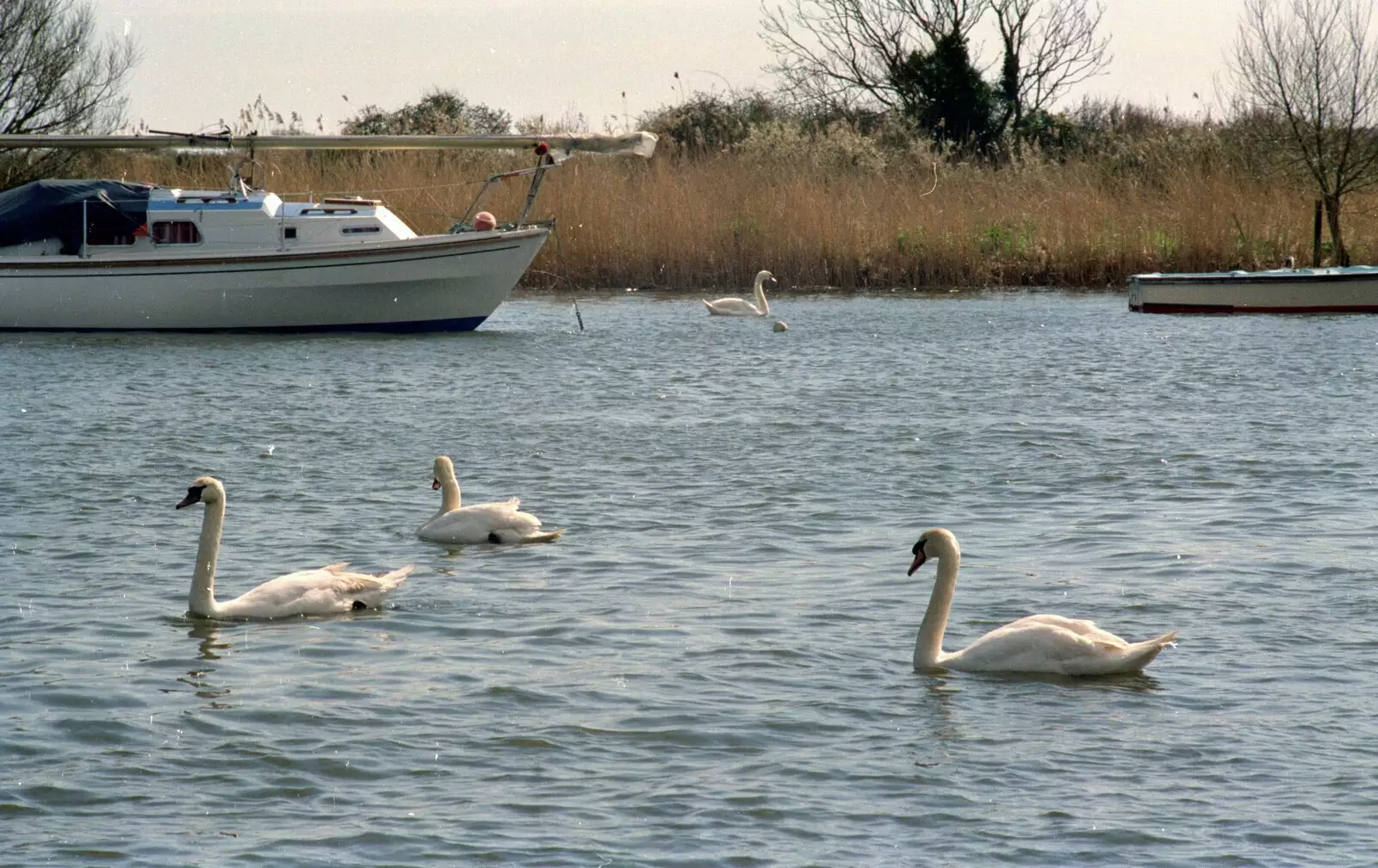 Swans on the River Stour, Christchurch, from The Vineyard, Christchurch and Pizza, New Milton and the New Forest - 2nd April 1989