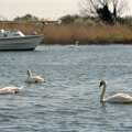Swans on the River Stour, Christchurch, The Vineyard, Christchurch and Pizza, New Milton and the New Forest - 2nd April 1989