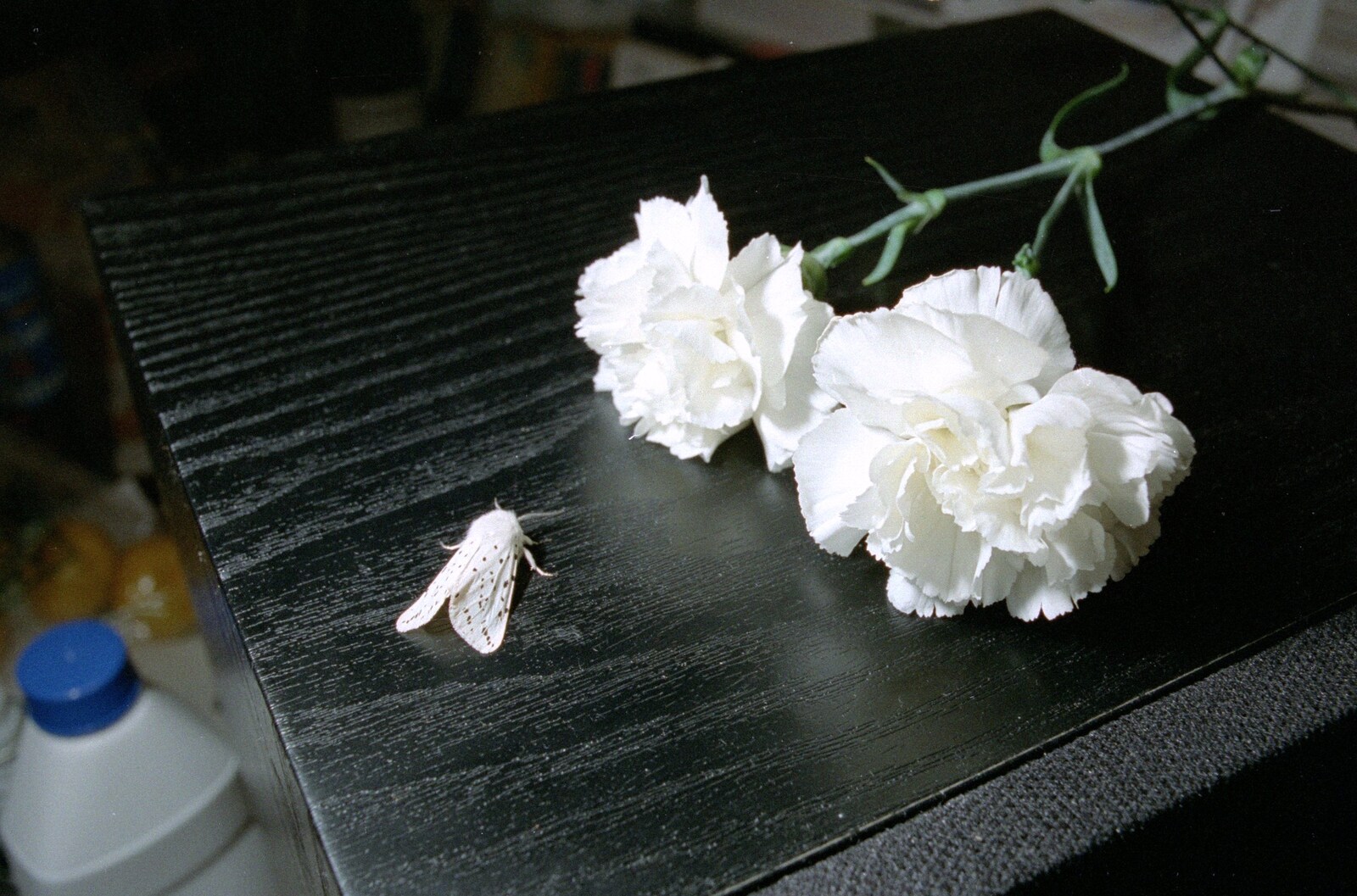 A white moth and carnations on Nosher's Monitor-Audio speakers from Uni: Riki's Barbeque and Dobbs' Jitsu, Plymouth, Devon - 2nd June 1989