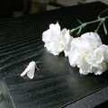 A white moth and carnations on Nosher's Monitor-Audio speakers, Uni: Riki's Barbeque and Dobbs' Jitsu, Plymouth, Devon - 2nd June 1989