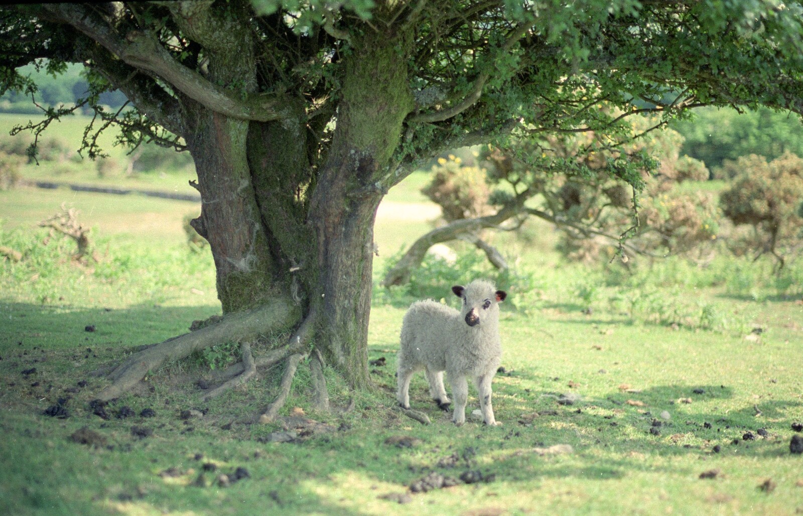 A Dartmoor lamb from Uni: A Burrator Bike Ride, Dartmoor - 20th June 1989