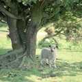 A Dartmoor lamb, Uni: A Burrator Bike Ride, Dartmoor - 20th June 1989