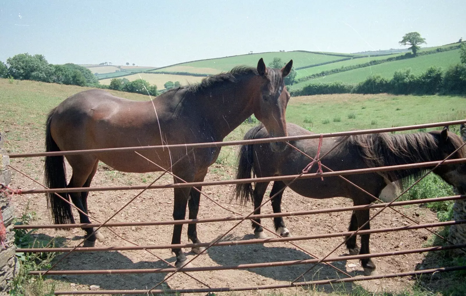 Oberon and the pony, from Uni: A Trip to the Riviera and Oberon Gets New Shoes, Torquay and Harbertonford, Devon - 3rd July 1989