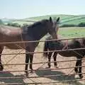 Oberon and the pony, Uni: A Trip to the Riviera and Oberon Gets New Shoes, Torquay and Harbertonford, Devon - 3rd July 1989