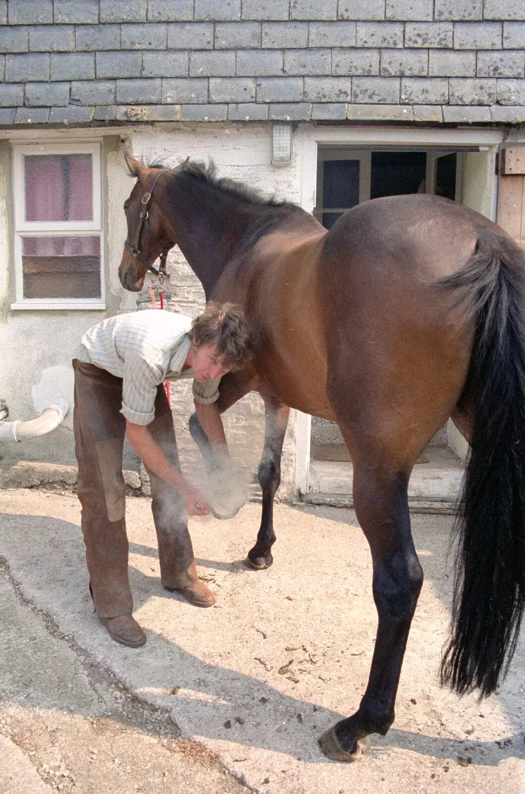 The farrier sticks on a hot horshoe, from Uni: A Trip to the Riviera and Oberon Gets New Shoes, Torquay and Harbertonford, Devon - 3rd July 1989