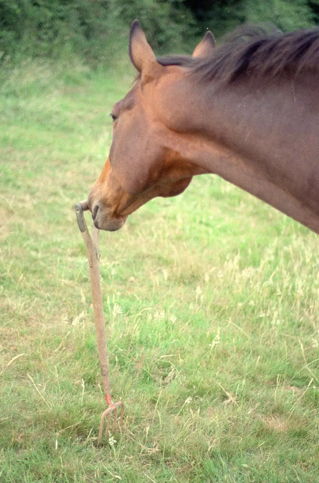 Oberon tries to push over a garden fork, from Uni: A Trip to the Riviera and Oberon Gets New Shoes, Torquay and Harbertonford, Devon - 3rd July 1989