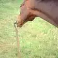 Oberon tries to push over a garden fork, Uni: A Trip to the Riviera and Oberon Gets New Shoes, Torquay and Harbertonford, Devon - 3rd July 1989