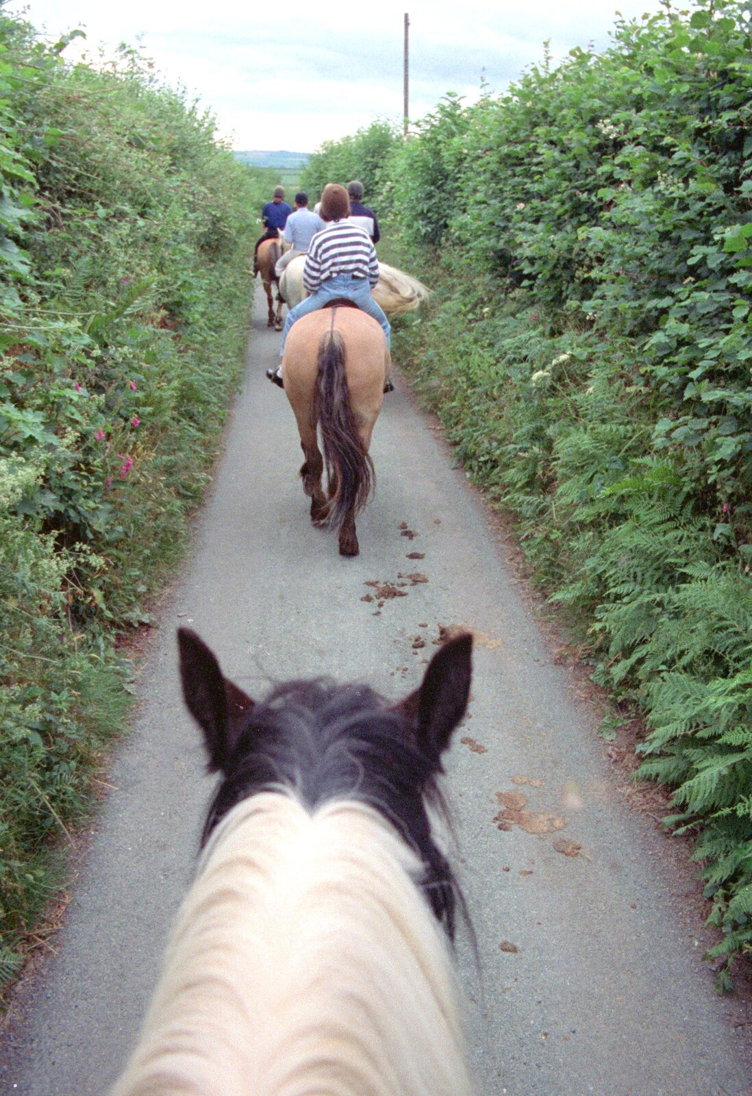 A photo from the back of a horse, whilst riding from Uni: Horse Riding on Dartmoor, and Nosher's Bedroom, Shaugh Prior and Plymouth - 8th July 1989