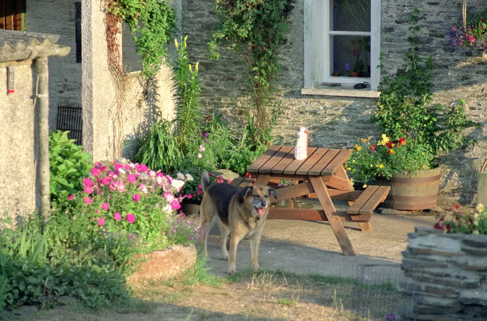 Marty roams around, from Summer Days on Pitt Farm, Harbertonford, Devon - 17th July 1989