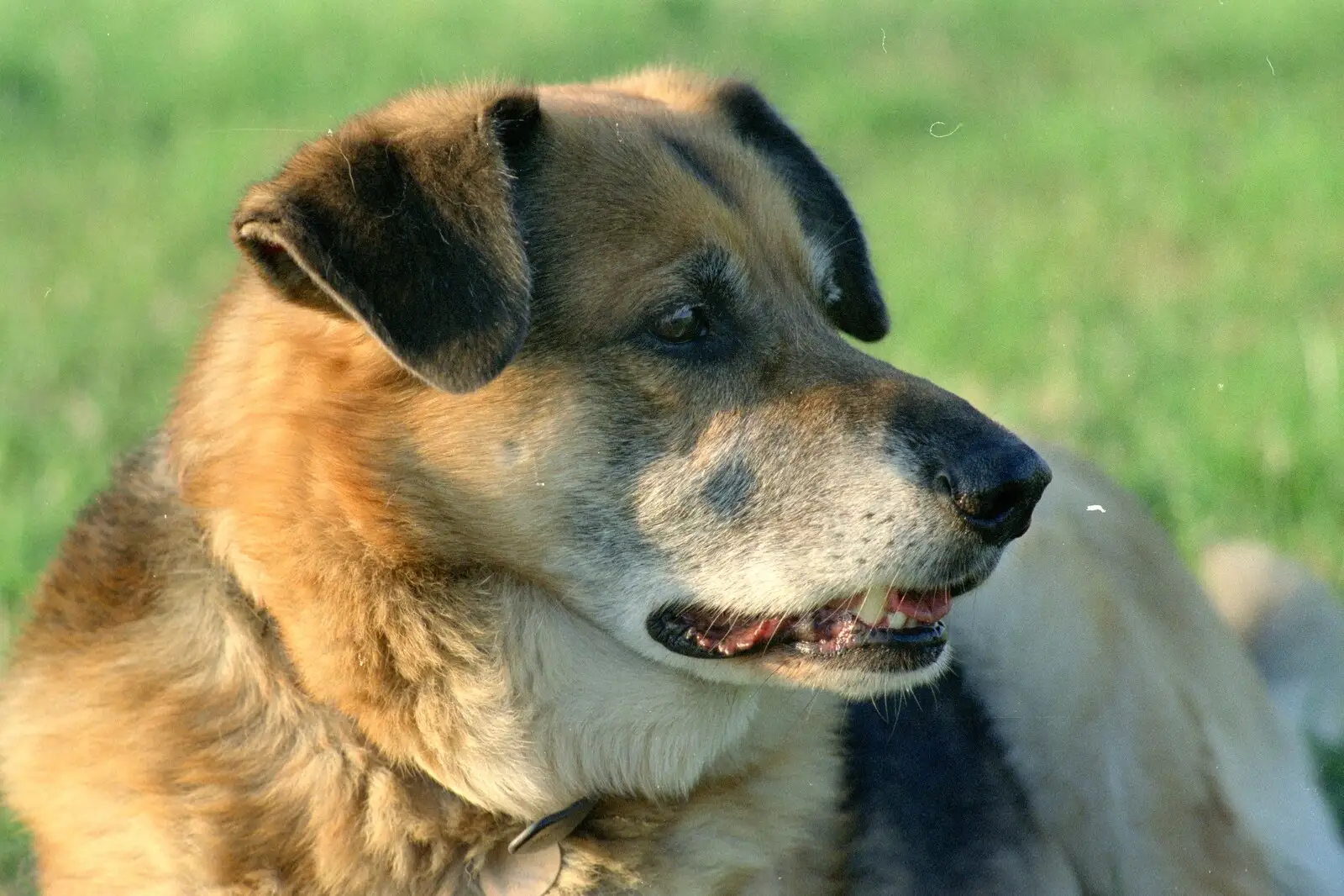 Marty, from Summer Days on Pitt Farm, Harbertonford, Devon - 17th July 1989