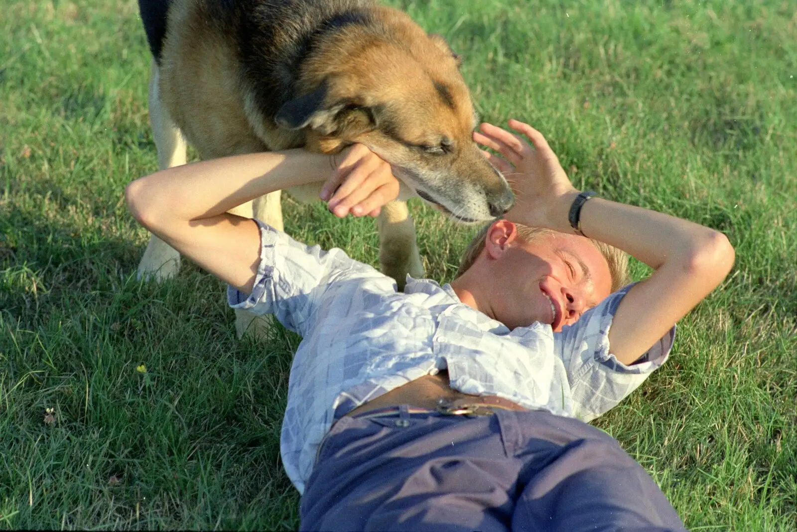 Nosher gets a lick, from Summer Days on Pitt Farm, Harbertonford, Devon - 17th July 1989