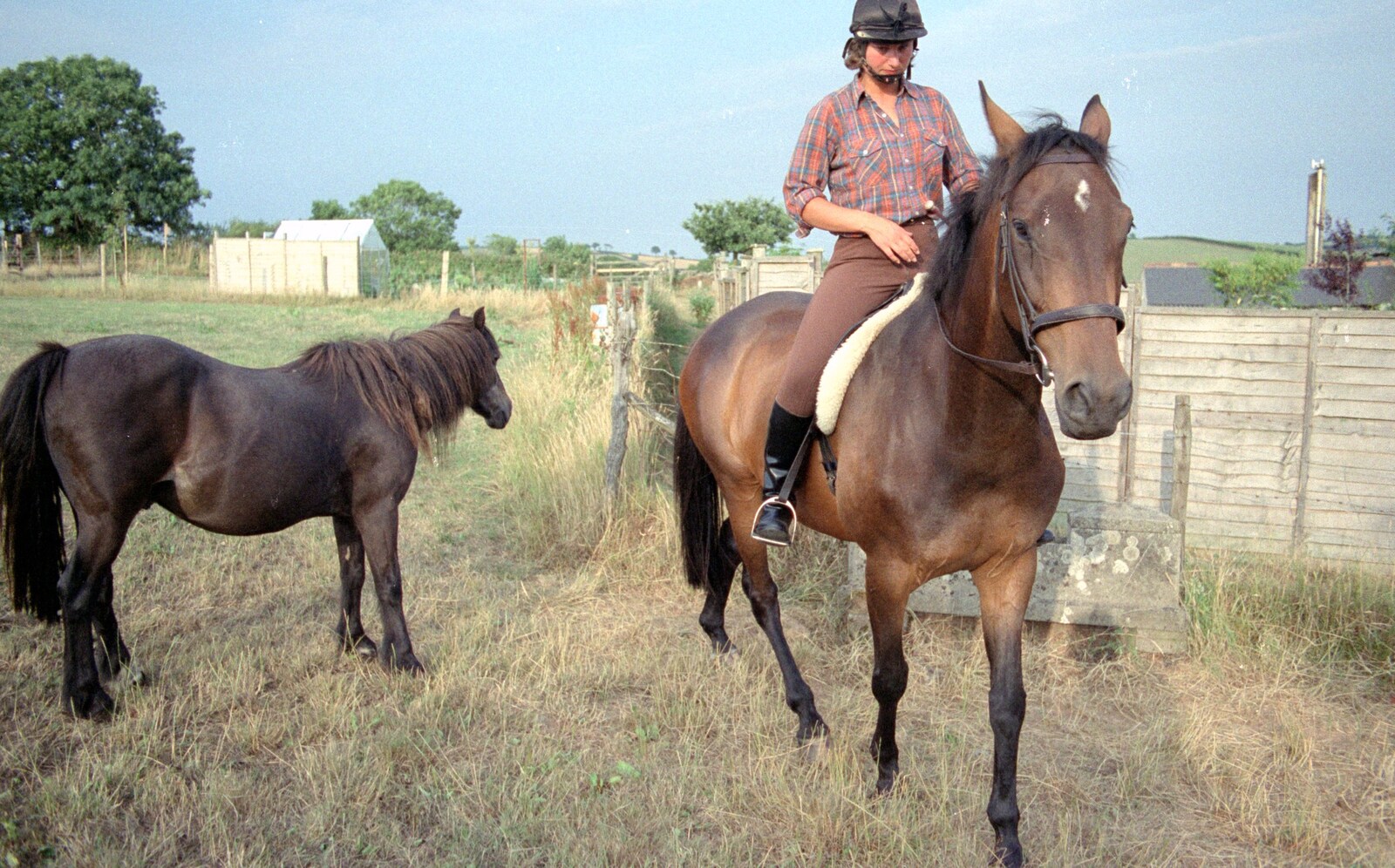 A companion pony and oberon from Summer Days on Pitt Farm, Harbertonford, Devon - 17th July 1989