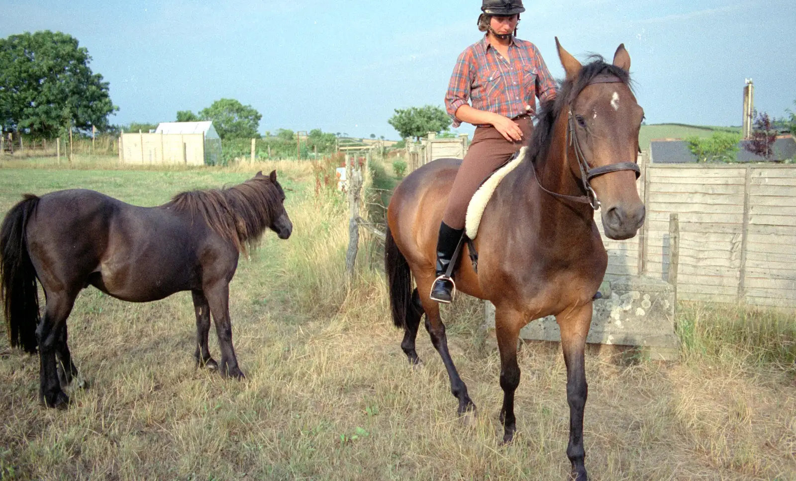 A companion pony and oberon, from Summer Days on Pitt Farm, Harbertonford, Devon - 17th July 1989