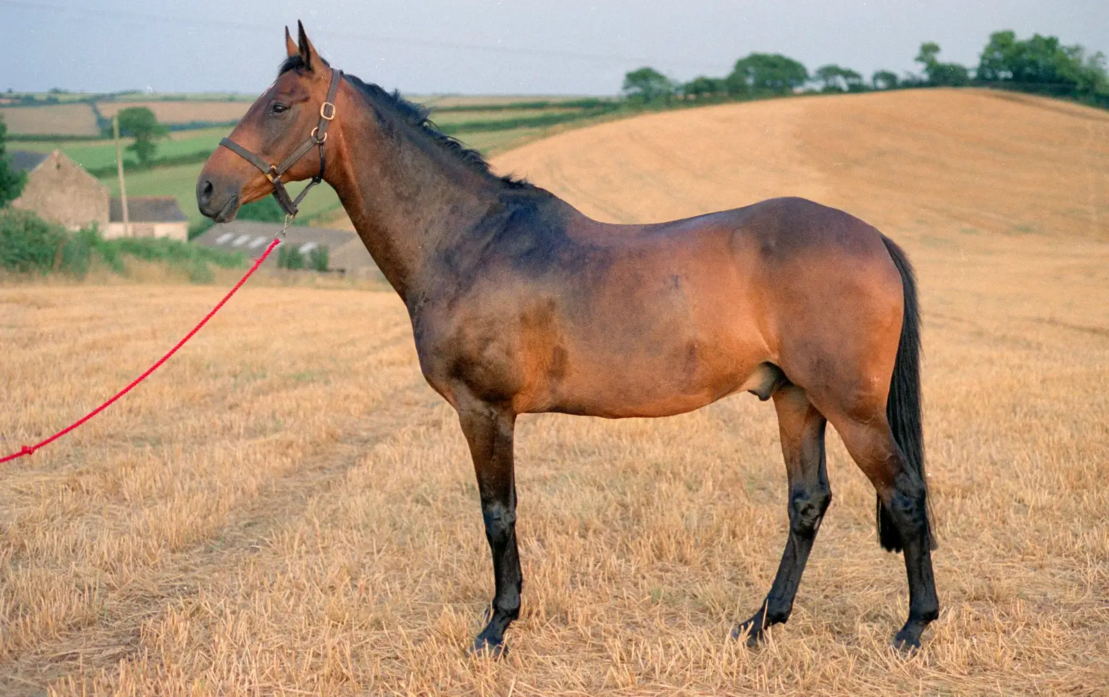 Oberon poses for a photo in a stubble field, from Summer Days on Pitt Farm, Harbertonford, Devon - 17th July 1989