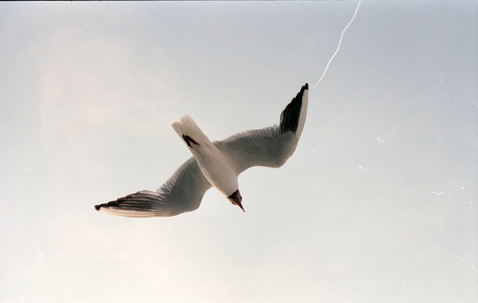 A seagull flies overhead from Back from Uni: Yarmouth, Alum Bay and Barton-on-sea, Hampshire - 23rd July 1989