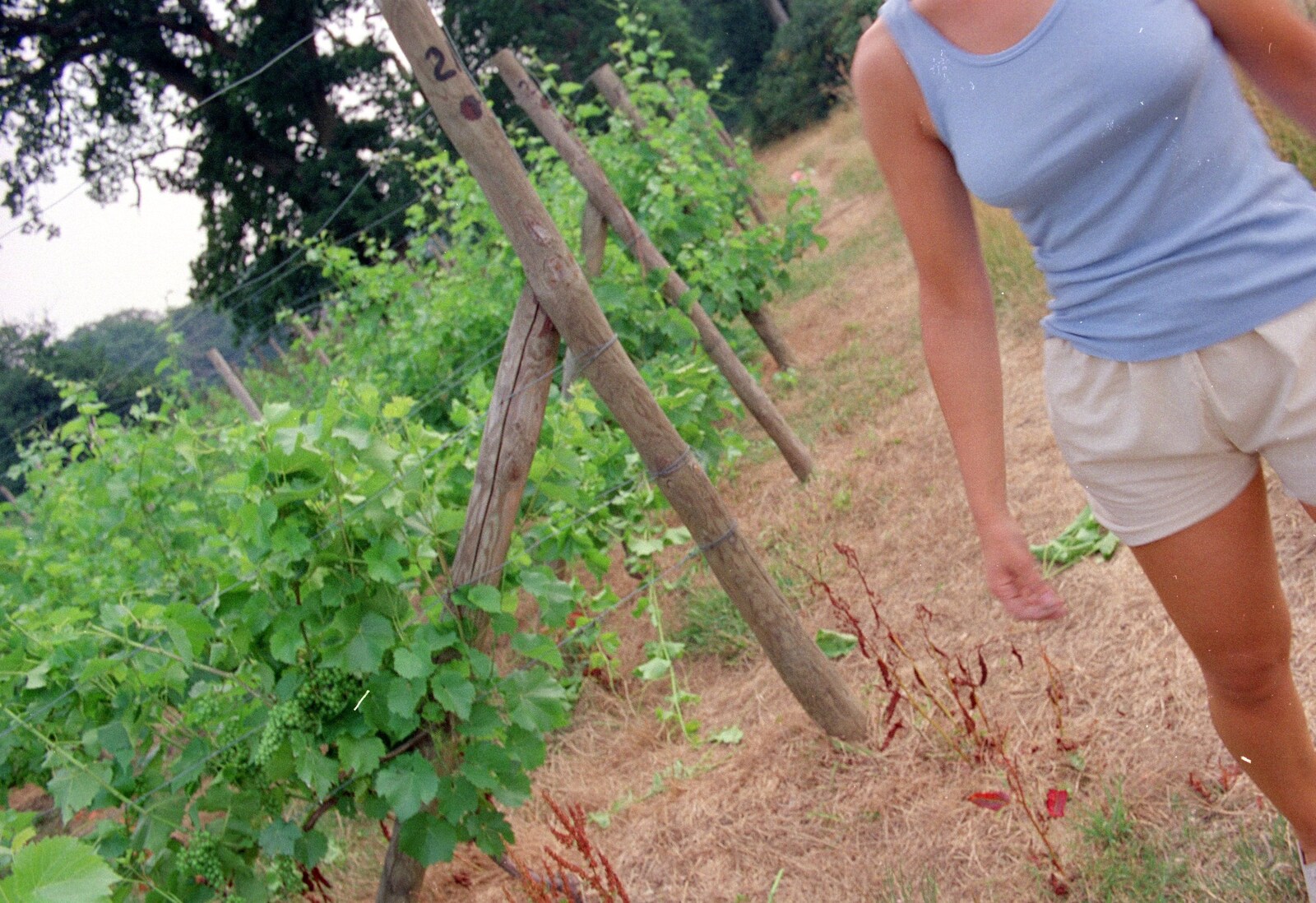 An accidental shot of Angela and some vines from Back From Uni: Summer Pruning, Bransgore, Dorset - 25th July 1989
