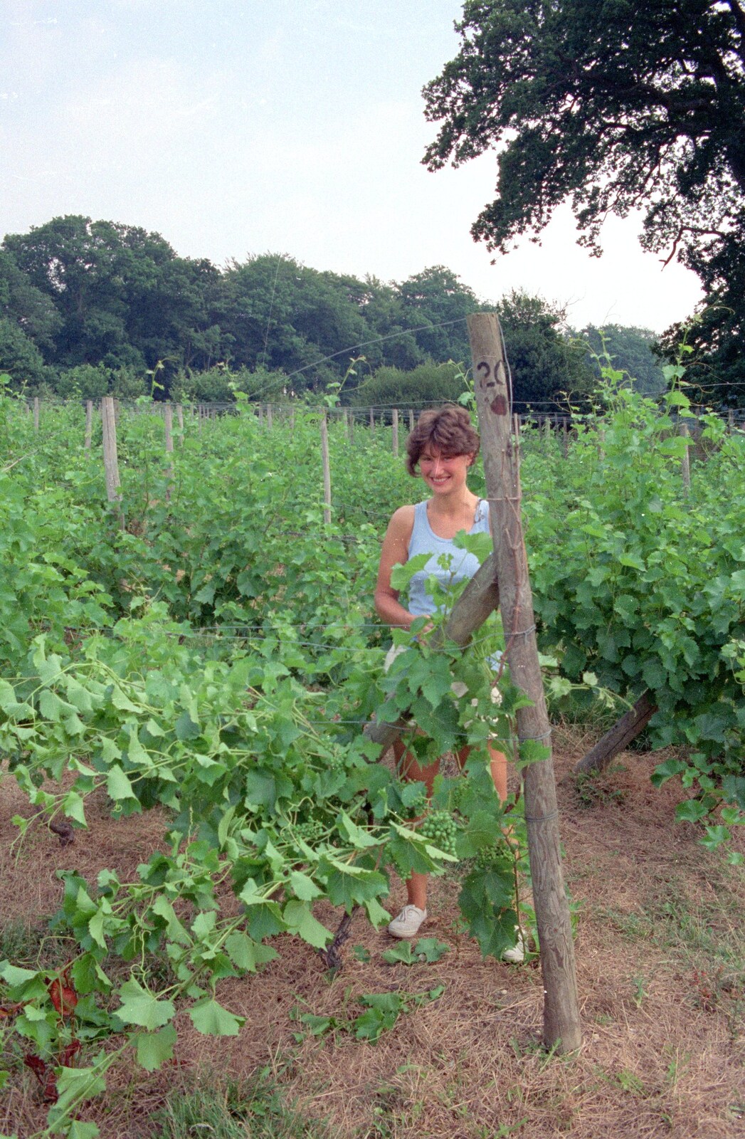 Angela mills around in amongst the vines from Back From Uni: Summer Pruning, Bransgore, Dorset - 25th July 1989