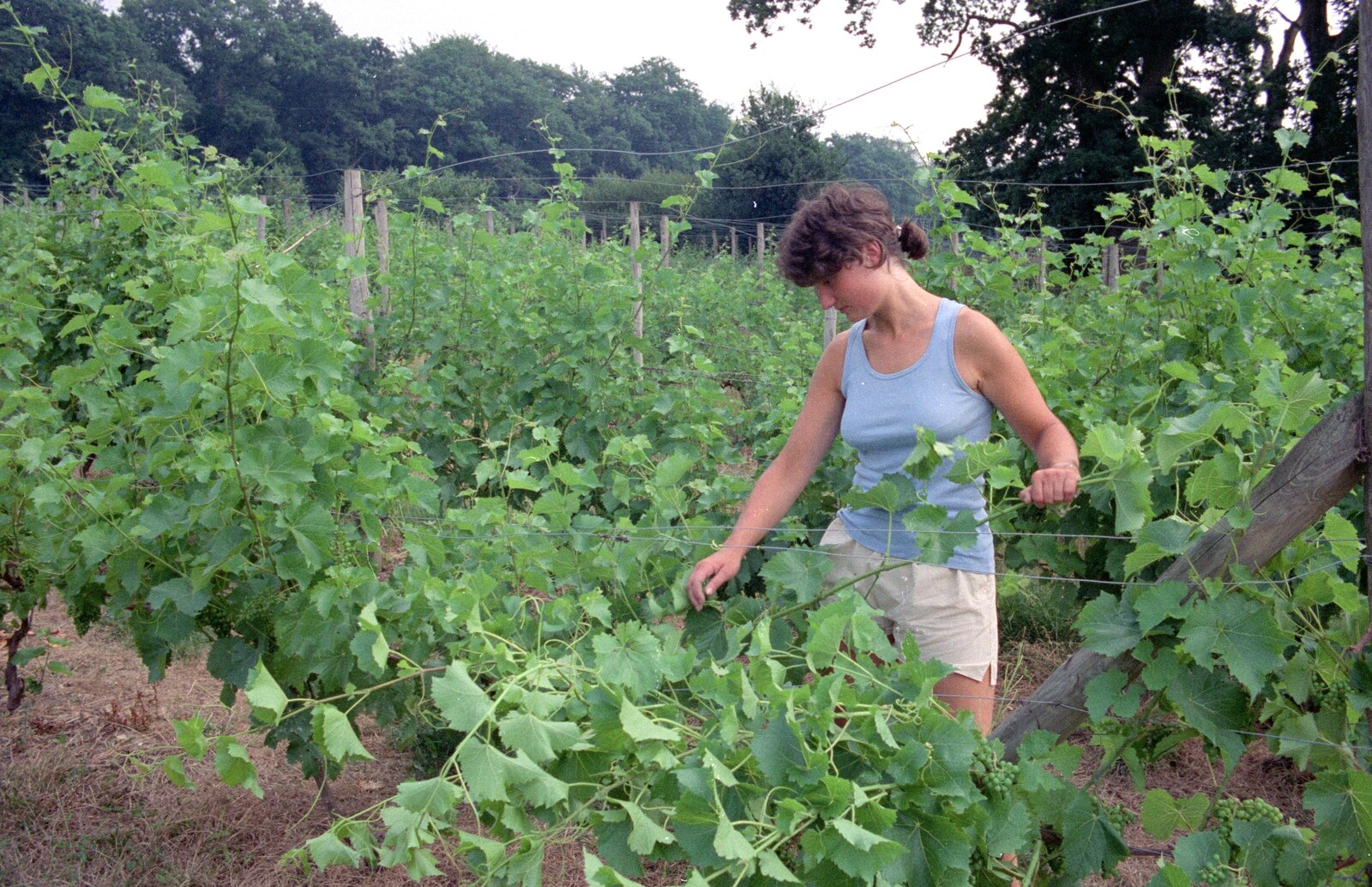 More vine adjustments are made from Back From Uni: Summer Pruning, Bransgore, Dorset - 25th July 1989