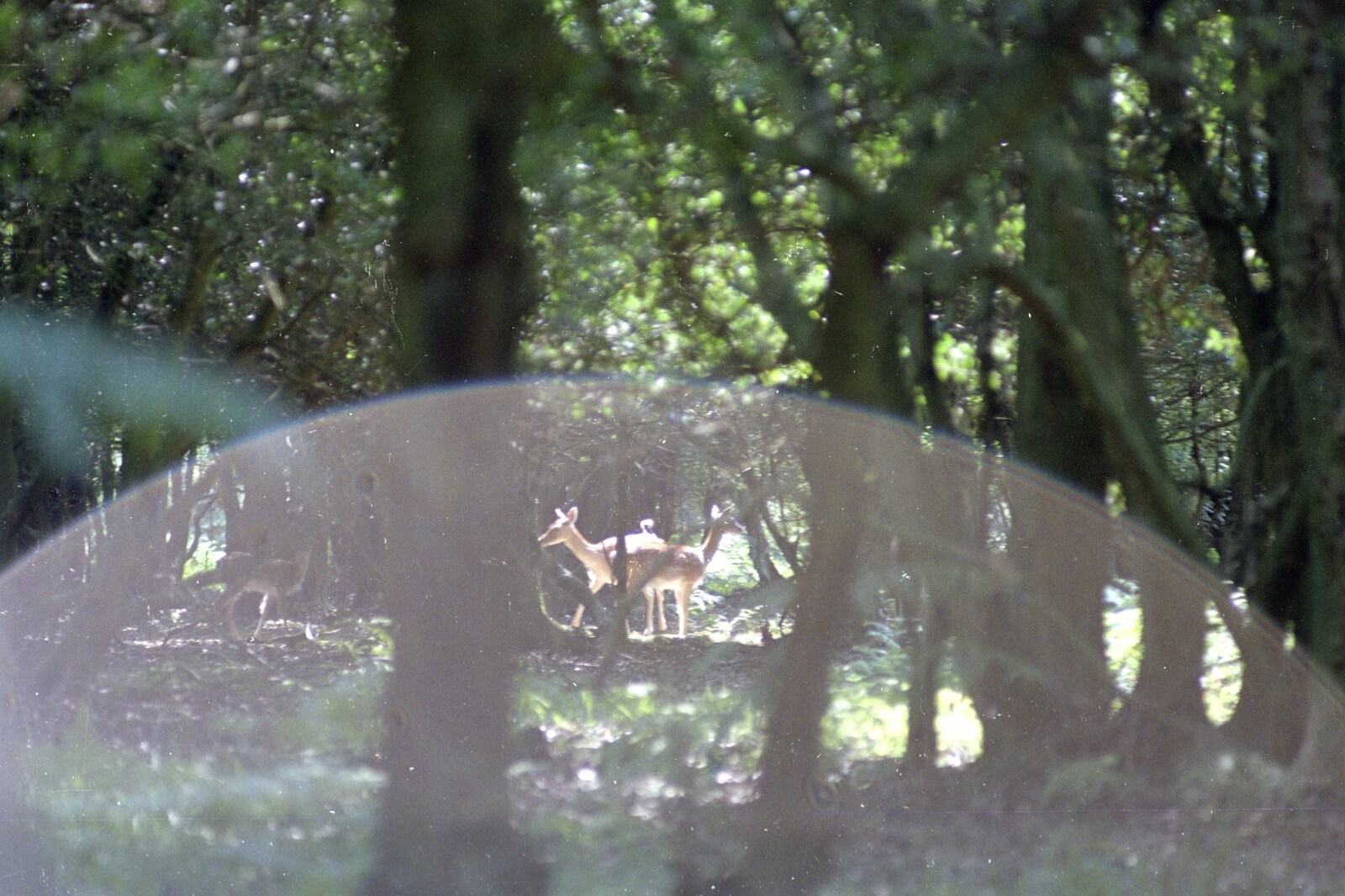 Some deer in the New Forest from A Walk in the New Forest, Hampshire - 27th July 1989