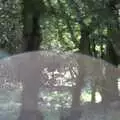 Some deer in the New Forest, A Walk in the New Forest, Hampshire - 27th July 1989