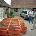 1989 The Harrow grape harvest crated and outside Wootton Winery