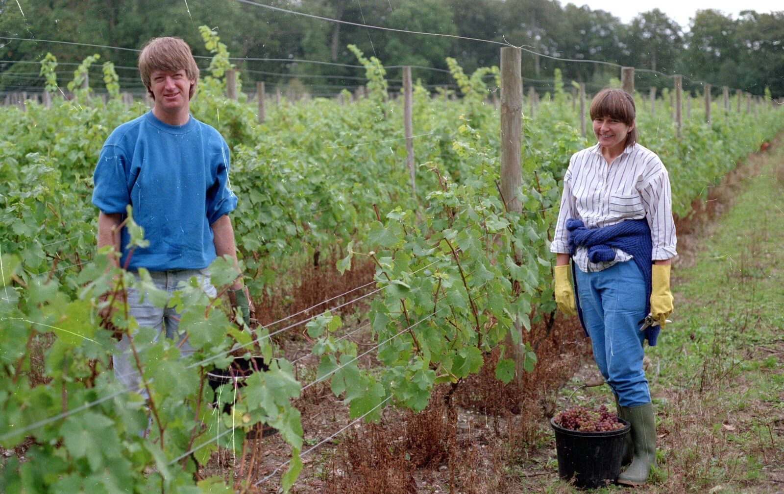 Neil and Caroline pick grapes from Harrow Vineyard Harvest and Wootton Winery, Dorset and Somerset - 5th September 1989